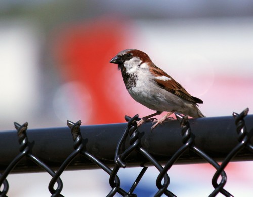 Sparrow at Private Airfield